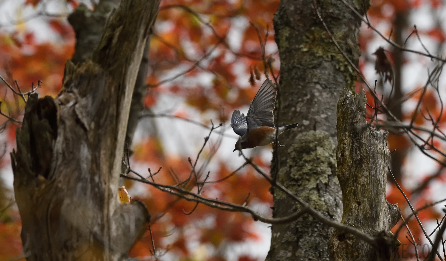 Sialia sialis sialis [400 mm, 1/2500 sec at f / 7.1, ISO 1600]